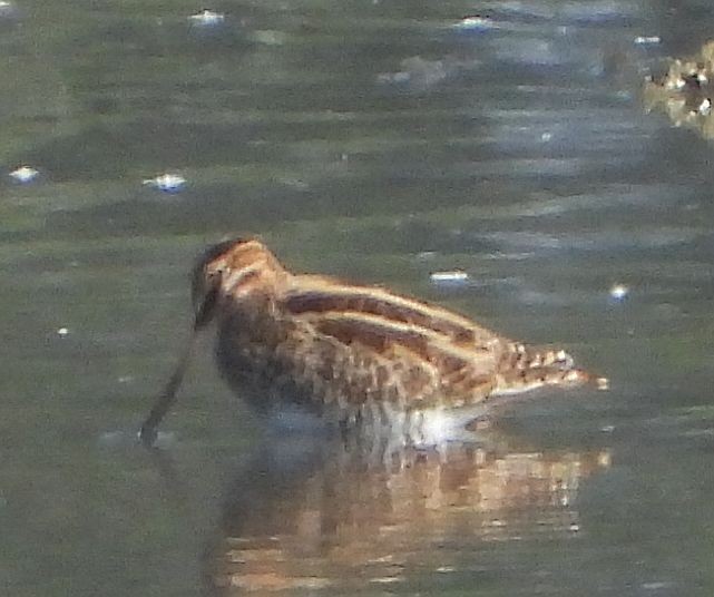 Common Snipe - ML613900291