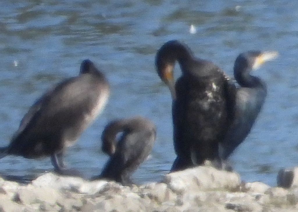 Pygmy Cormorant - ML613900294