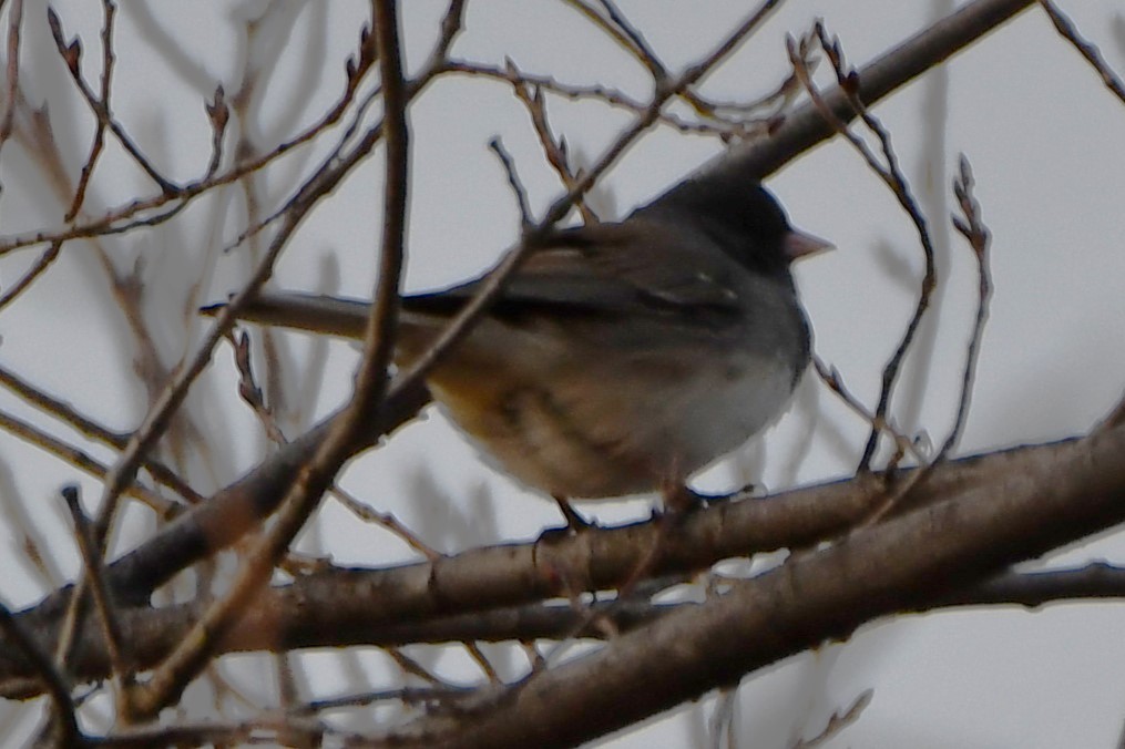 Dark-eyed Junco - Carmen Ricer