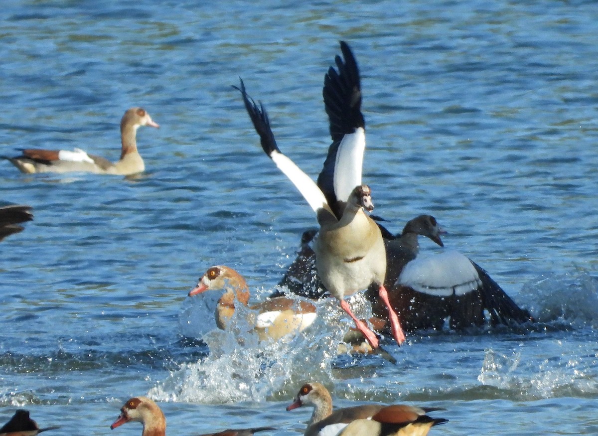 Nilgans - ML613900373