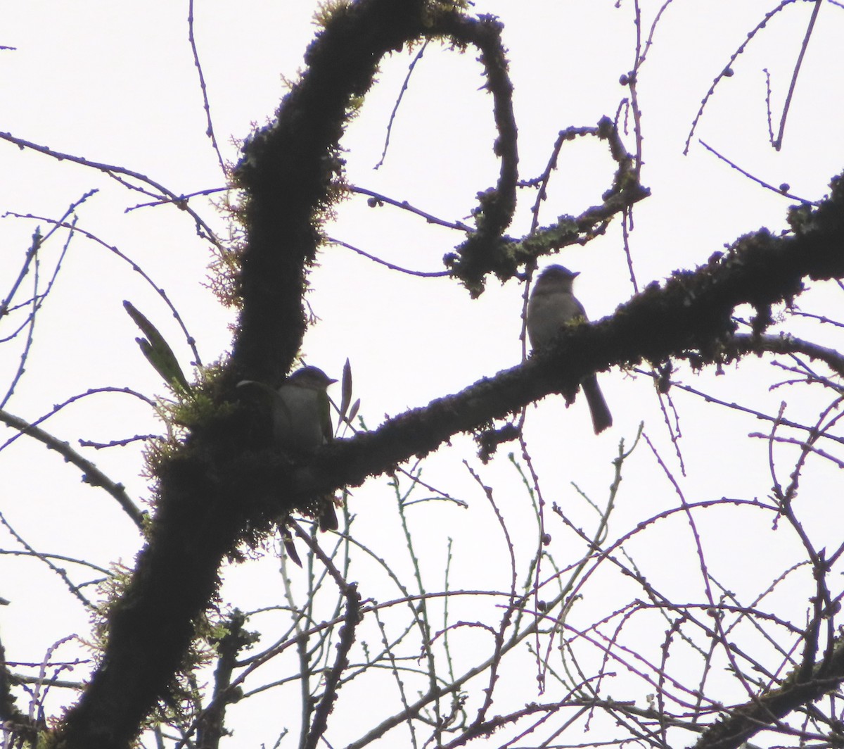 Chapin's Flycatcher (Itombwe) - ML613900426