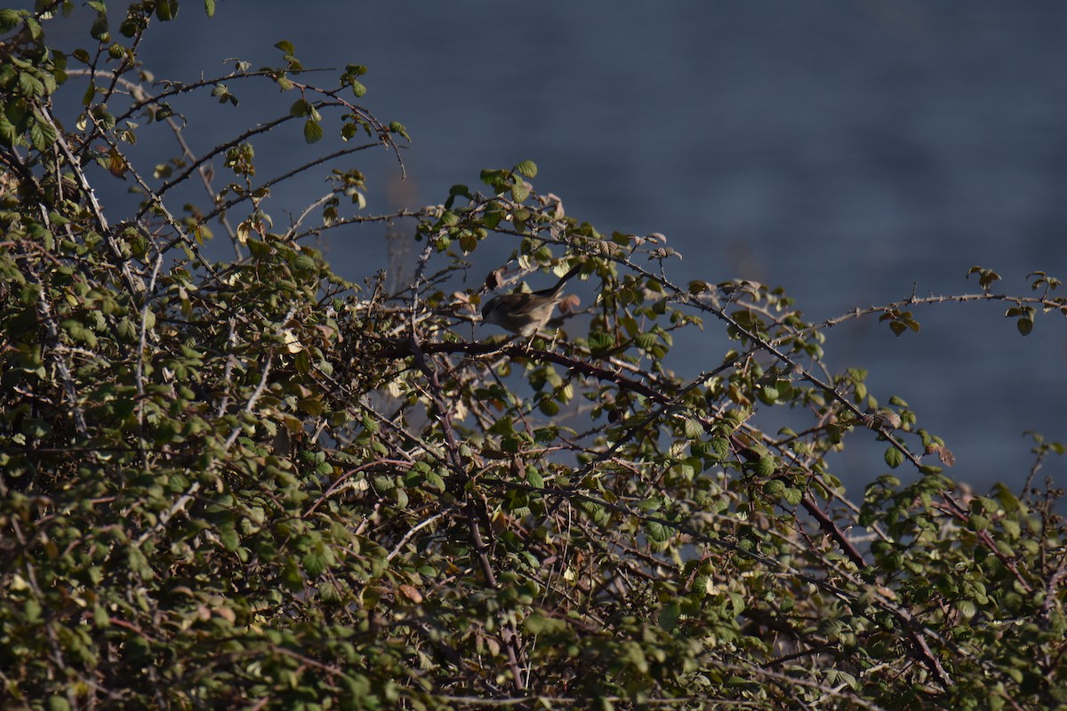 Sardinian Warbler - Donato Marafona