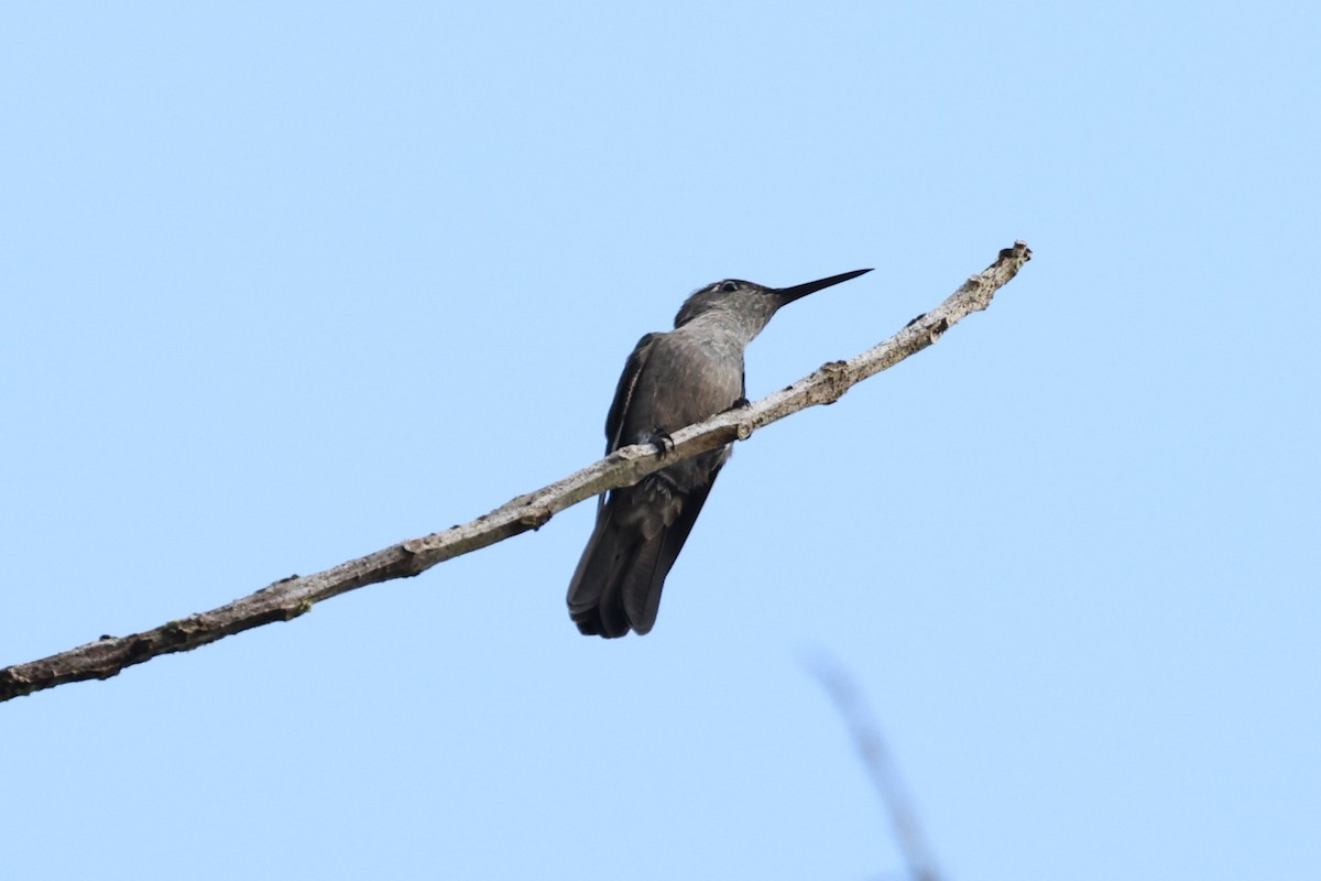 Sombre Hummingbird - ML613900513