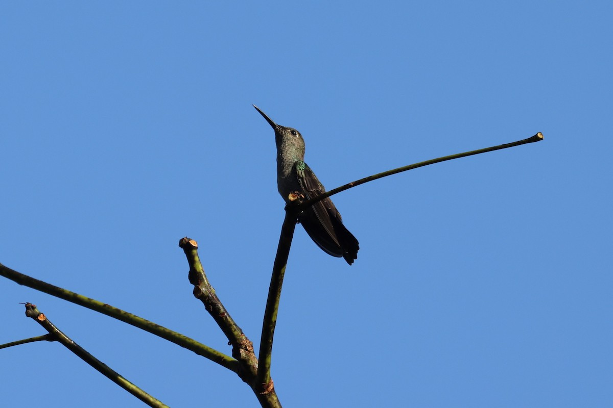 Colibri vert et gris - ML613900515