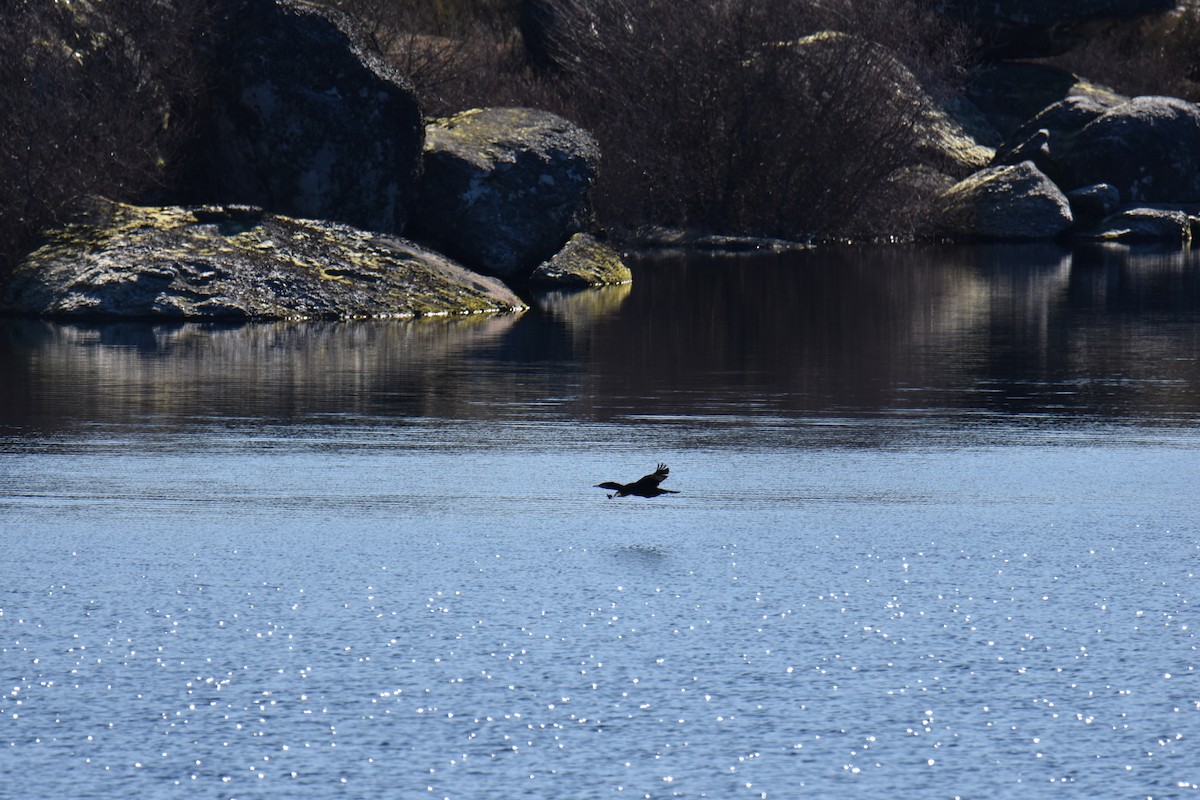 Great Cormorant - ML613900561