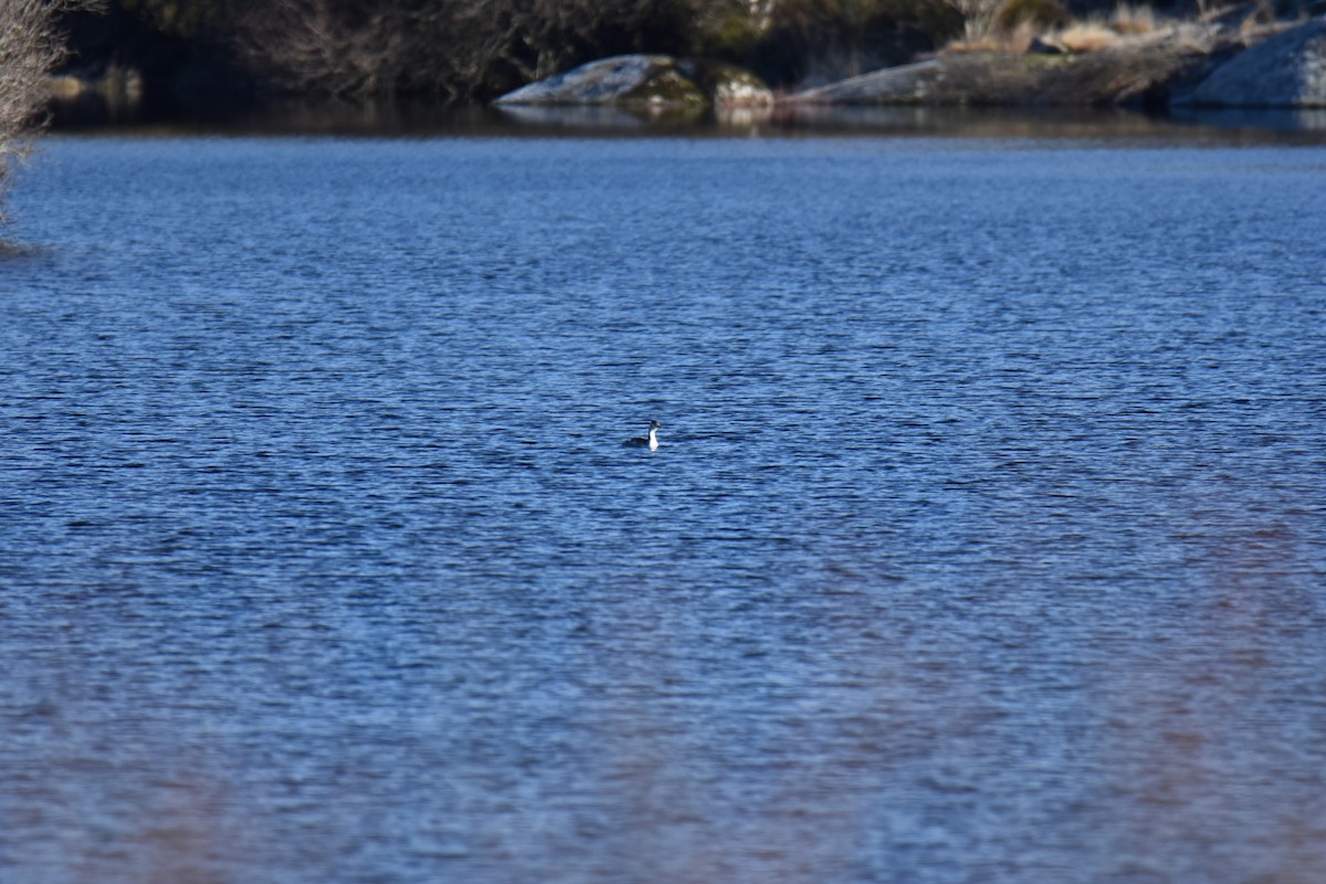 Great Crested Grebe - Donato Marafona