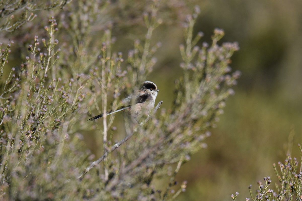 Long-tailed Tit - ML613900564