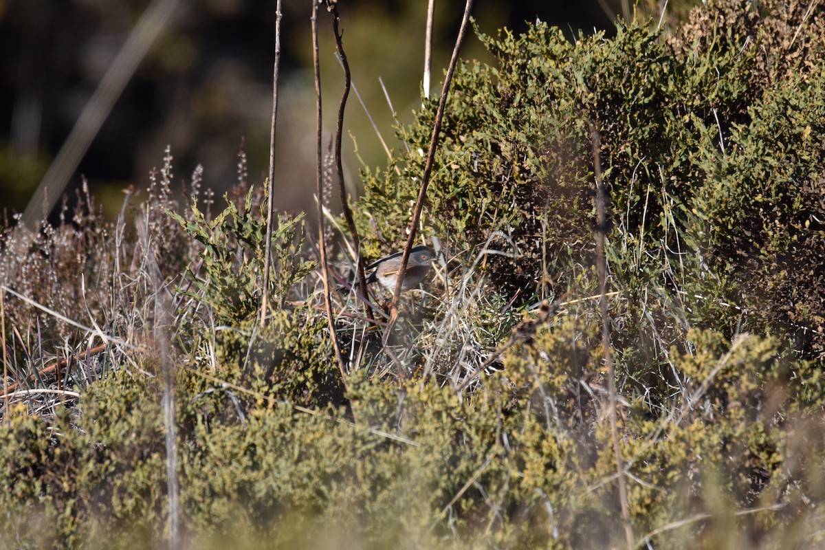 Sardinian Warbler - Donato Marafona