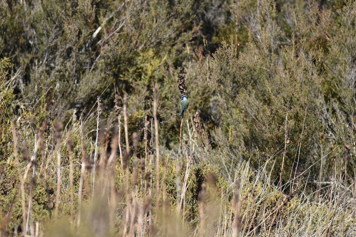 Eurasian Blue Tit - ML613900577