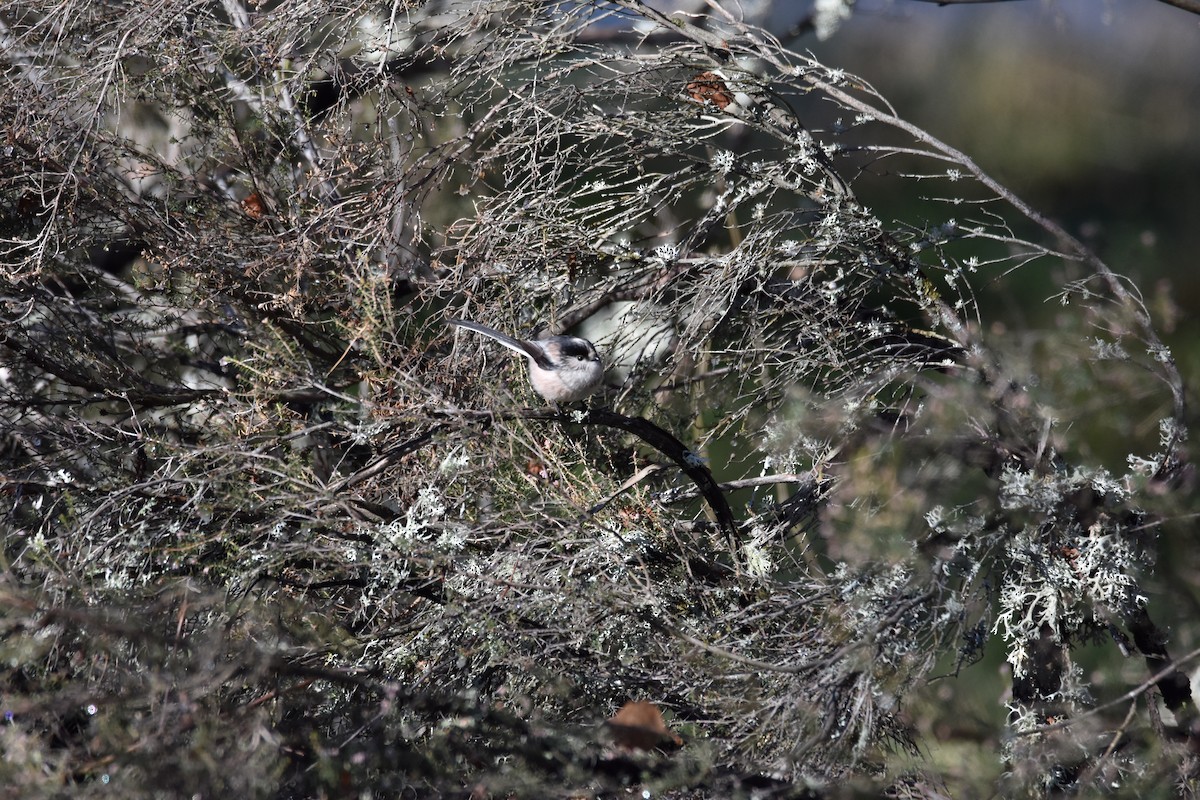 Long-tailed Tit - ML613900581