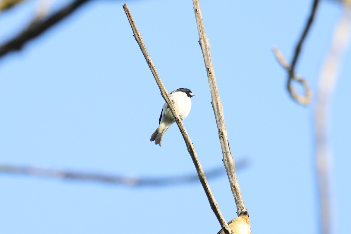 Dubois's Seedeater - ML613900585