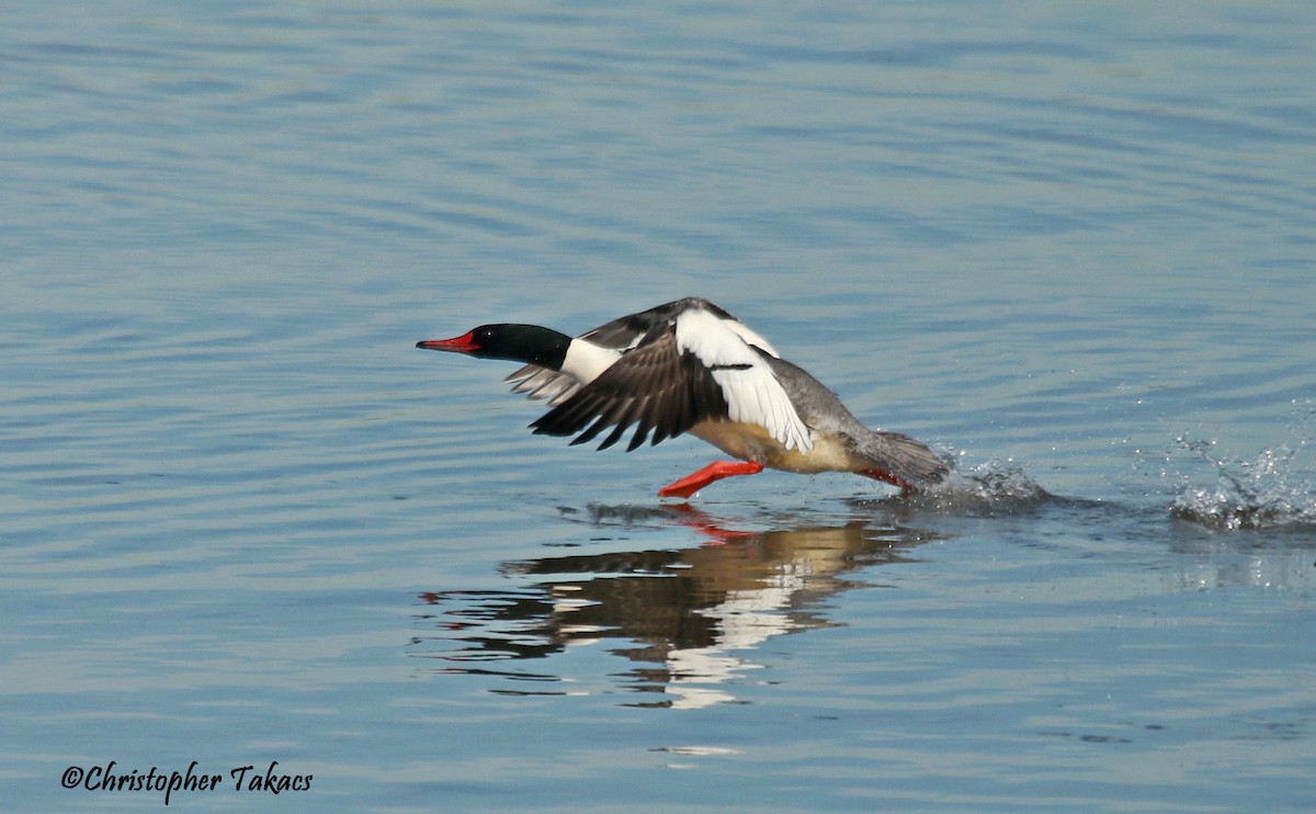 Common Merganser - ML613900636