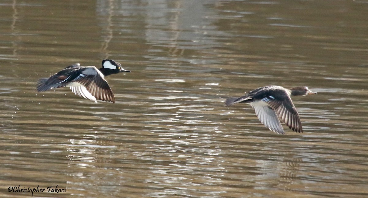 Hooded Merganser - ML613900640