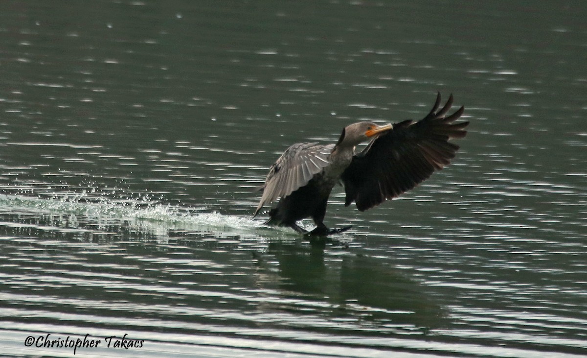 Double-crested Cormorant - Christopher Takacs