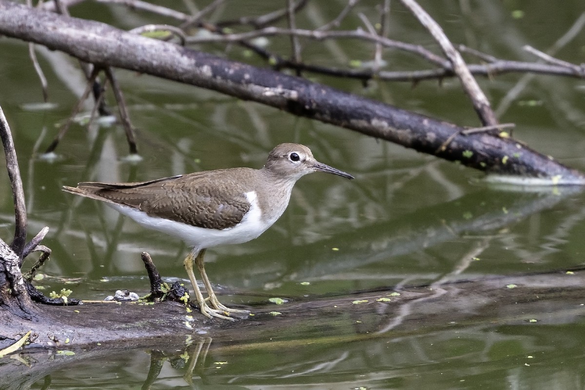 Common Sandpiper - ML613900680