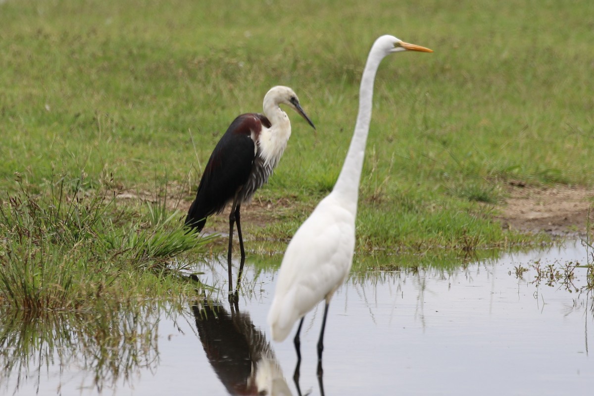 Pacific Heron - ML613900699