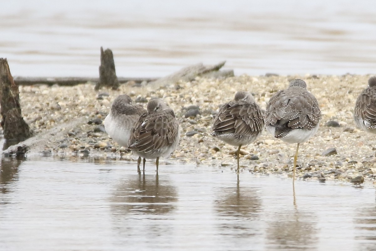 Long-billed Dowitcher - E R