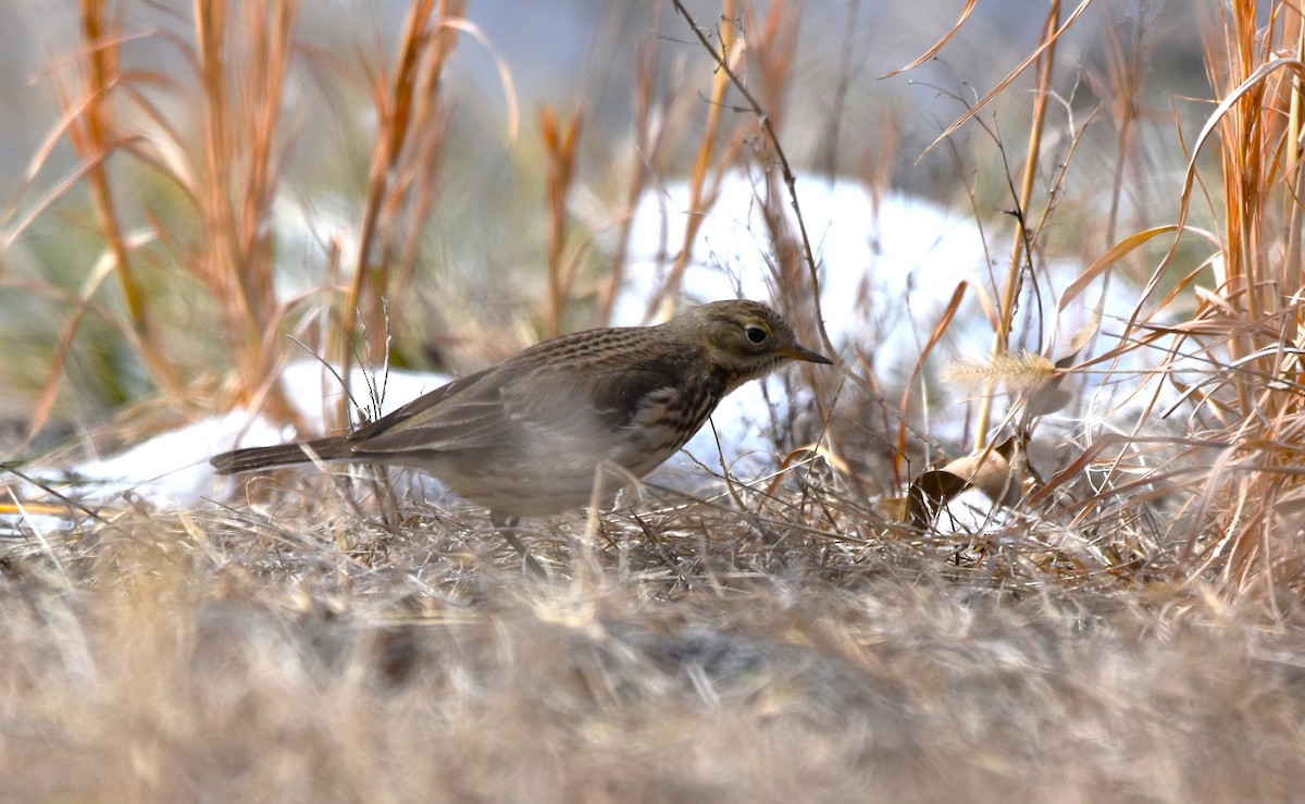 American Pipit - Cade Campbell