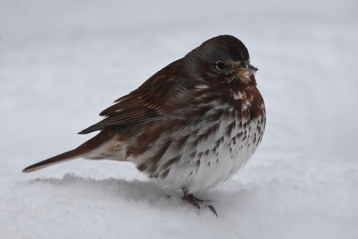 Fox Sparrow (Red) - Cade Campbell