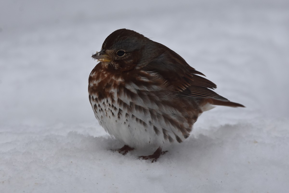 Fox Sparrow (Red) - Cade Campbell