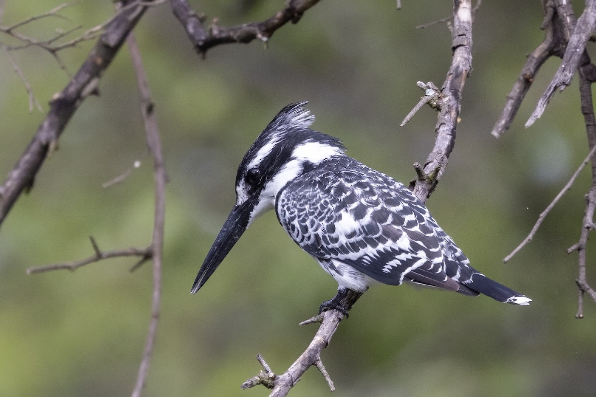 Pied Kingfisher - ML613900786