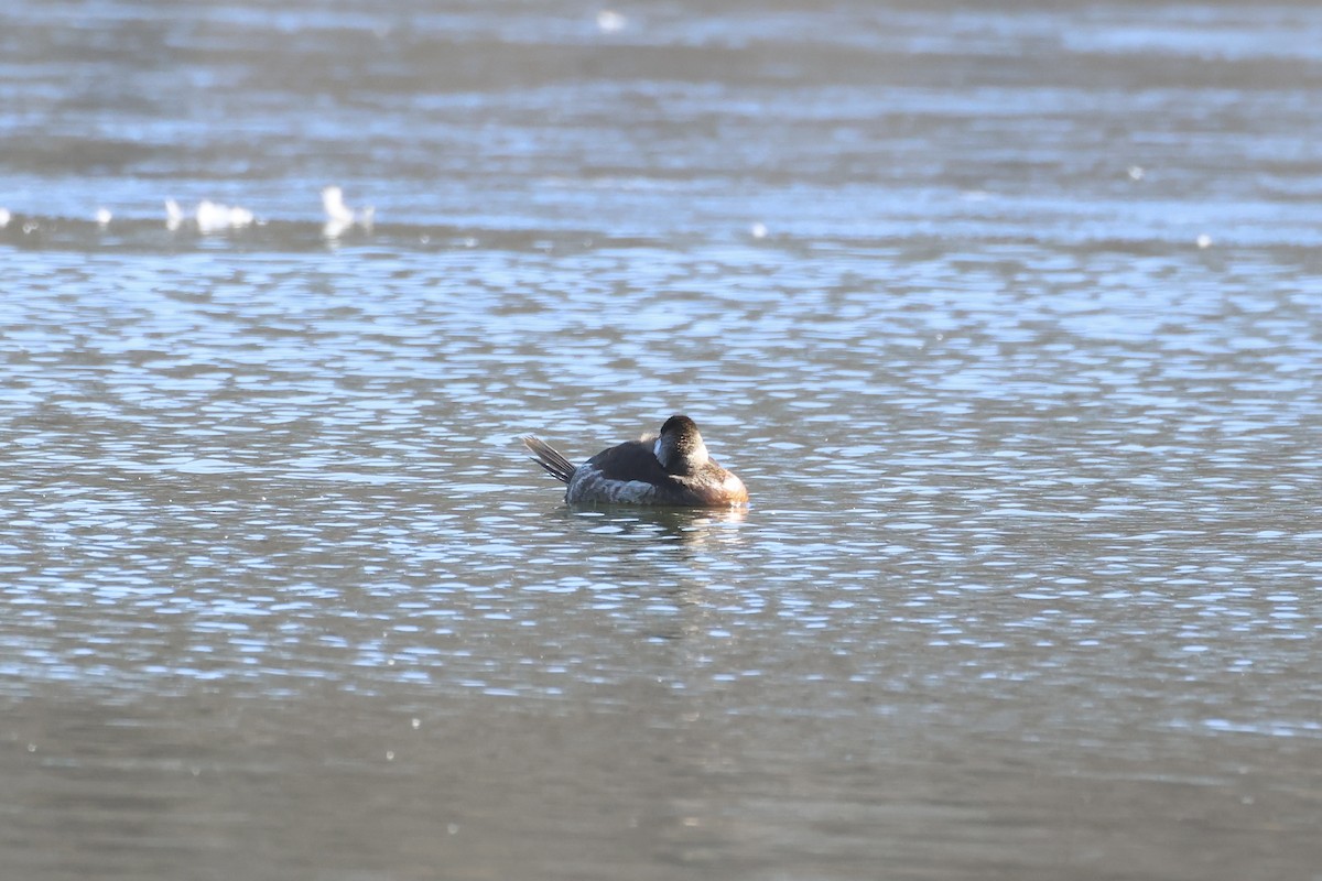 Ruddy Duck - ML613900847