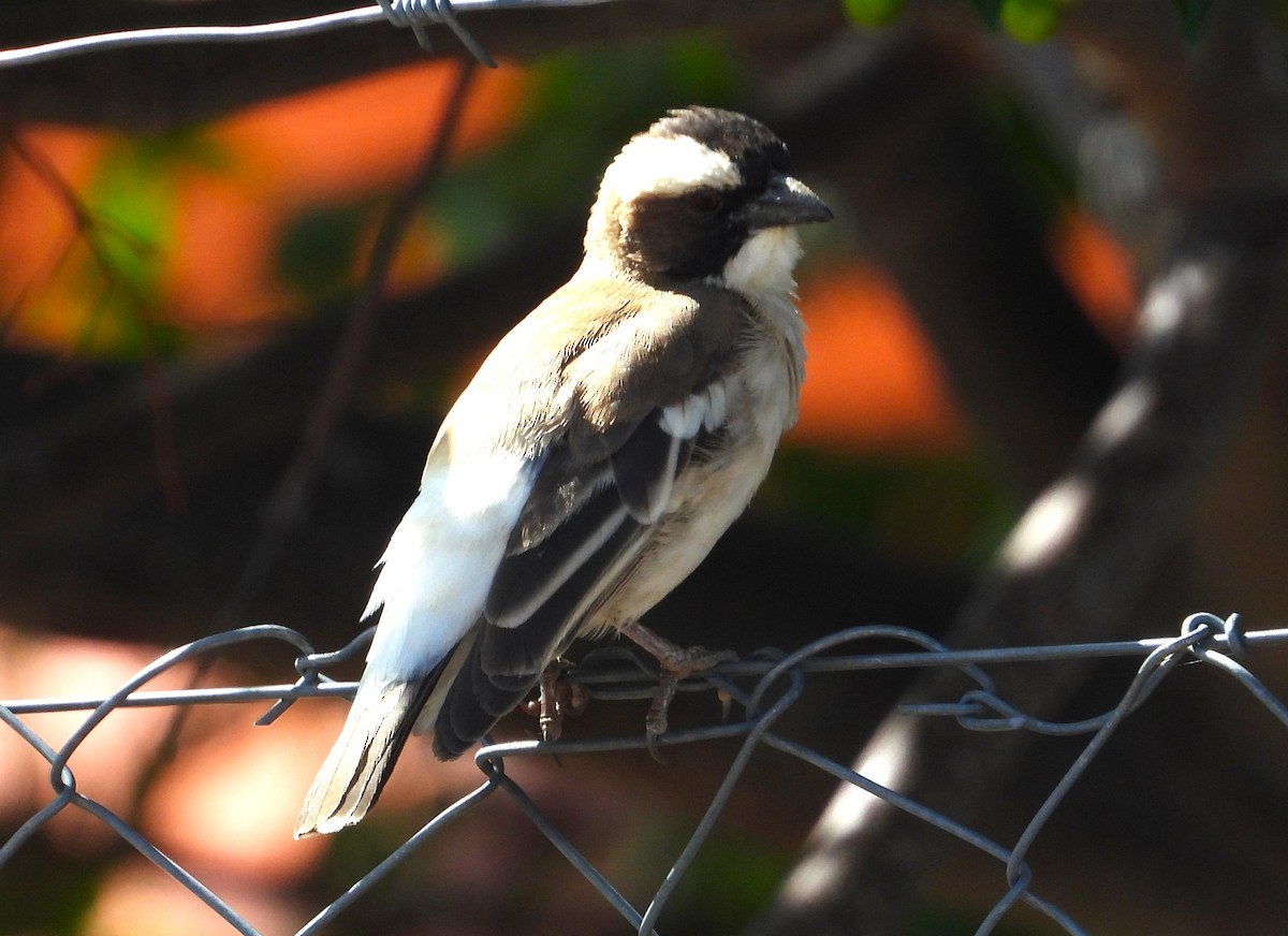 White-browed Sparrow-Weaver - ML613900848