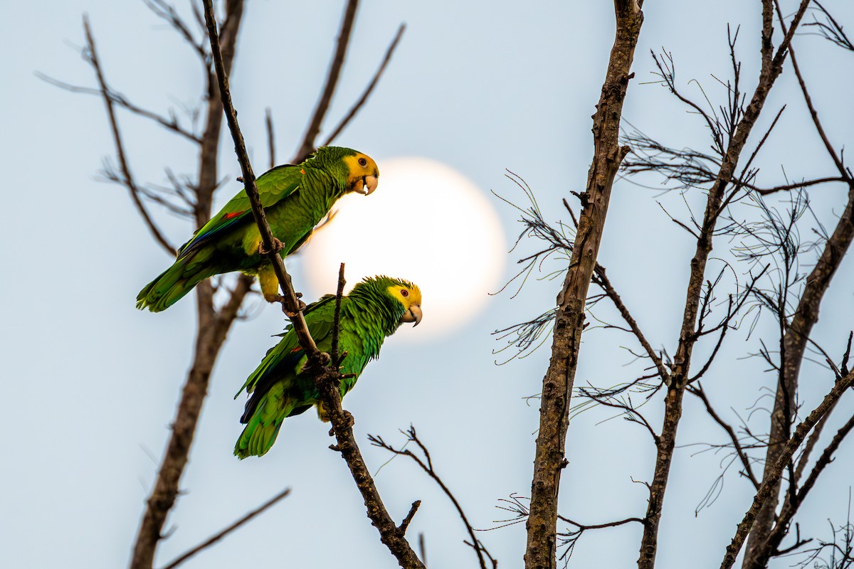 Yellow-shouldered Parrot - Anonymous