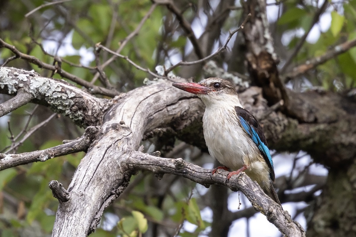 Brown-hooded Kingfisher - Niall D Perrins