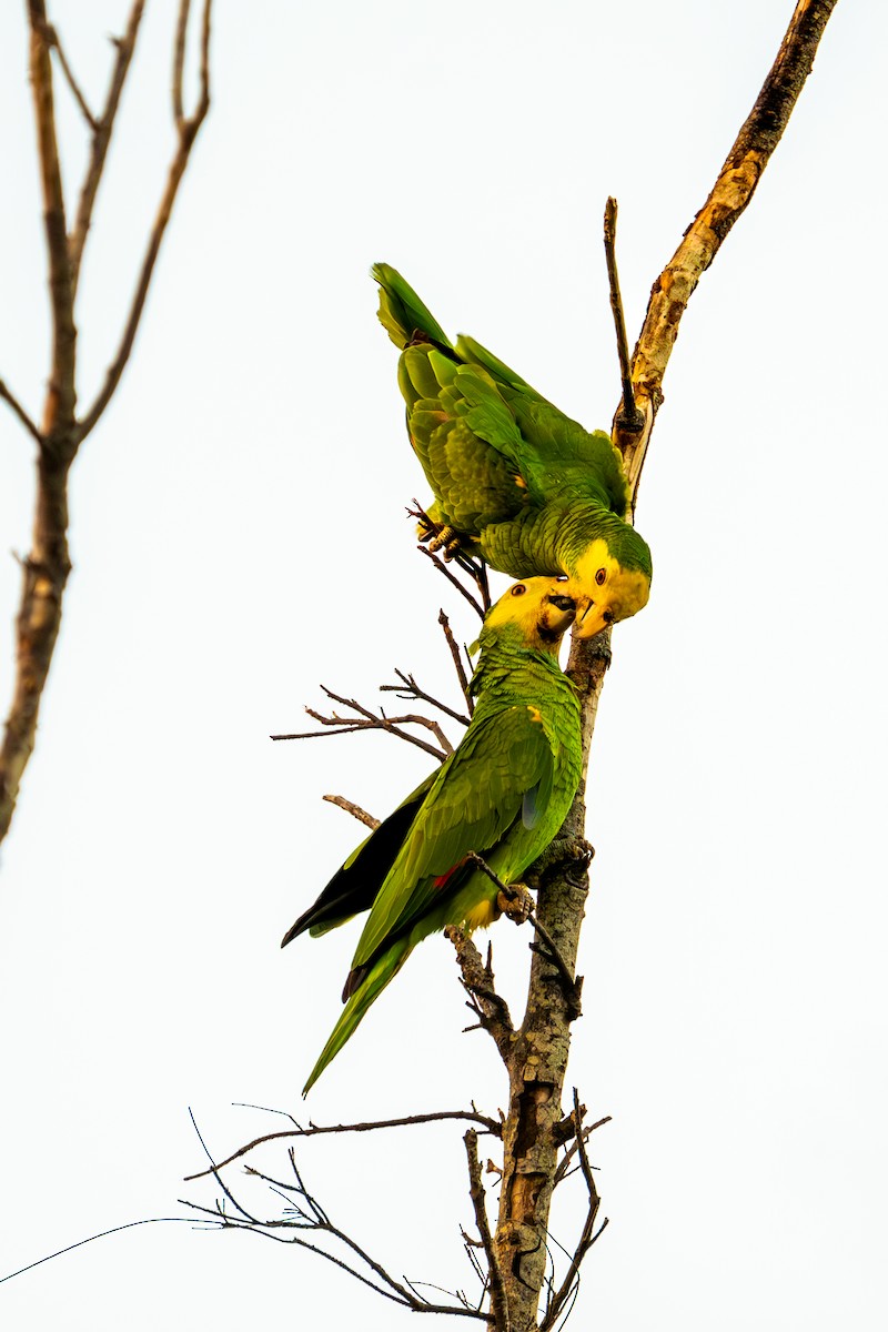 Yellow-shouldered Parrot - Anonymous