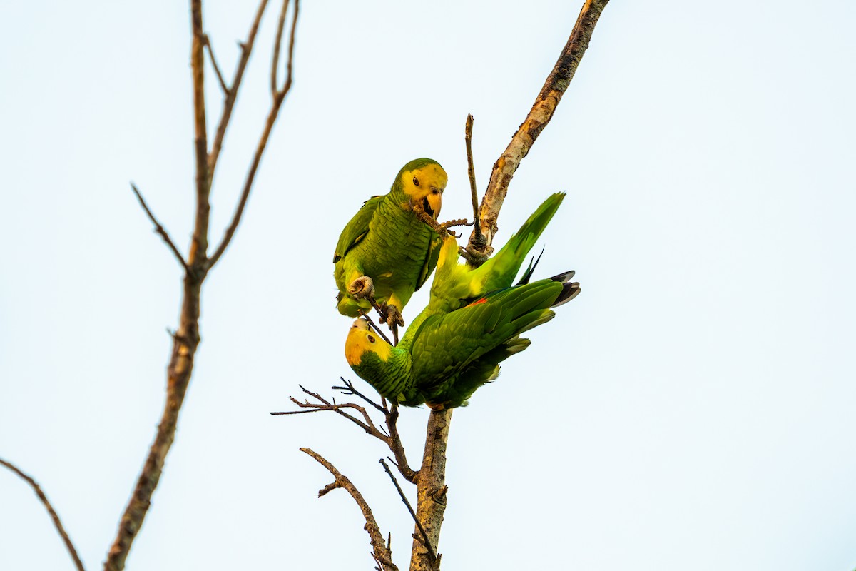 Yellow-shouldered Amazon - Jedidiah Gray