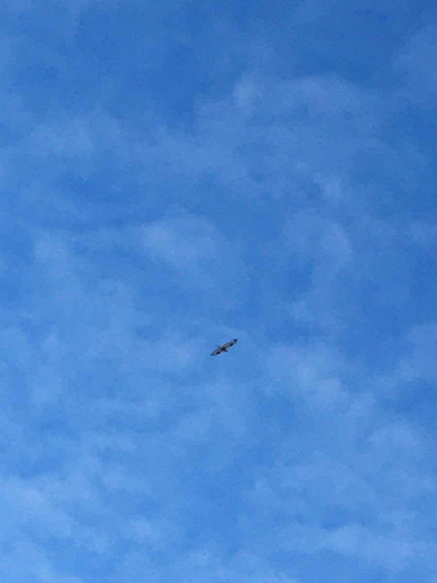 Rough-legged Hawk - ML613900895