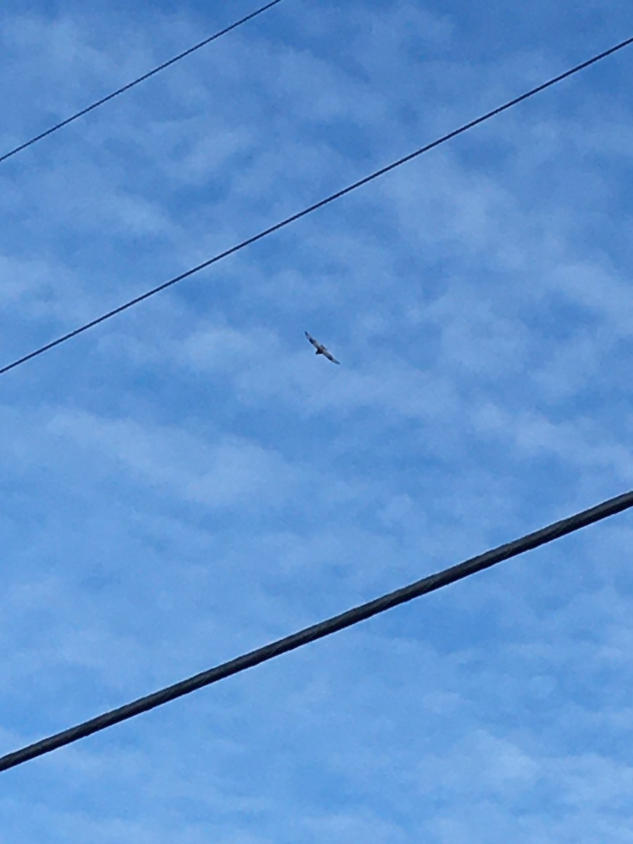 Rough-legged Hawk - ML613900897