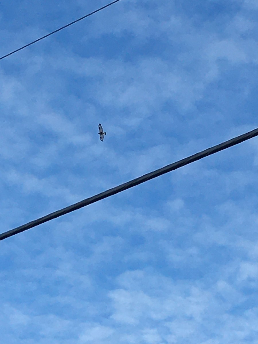 Rough-legged Hawk - ML613900898