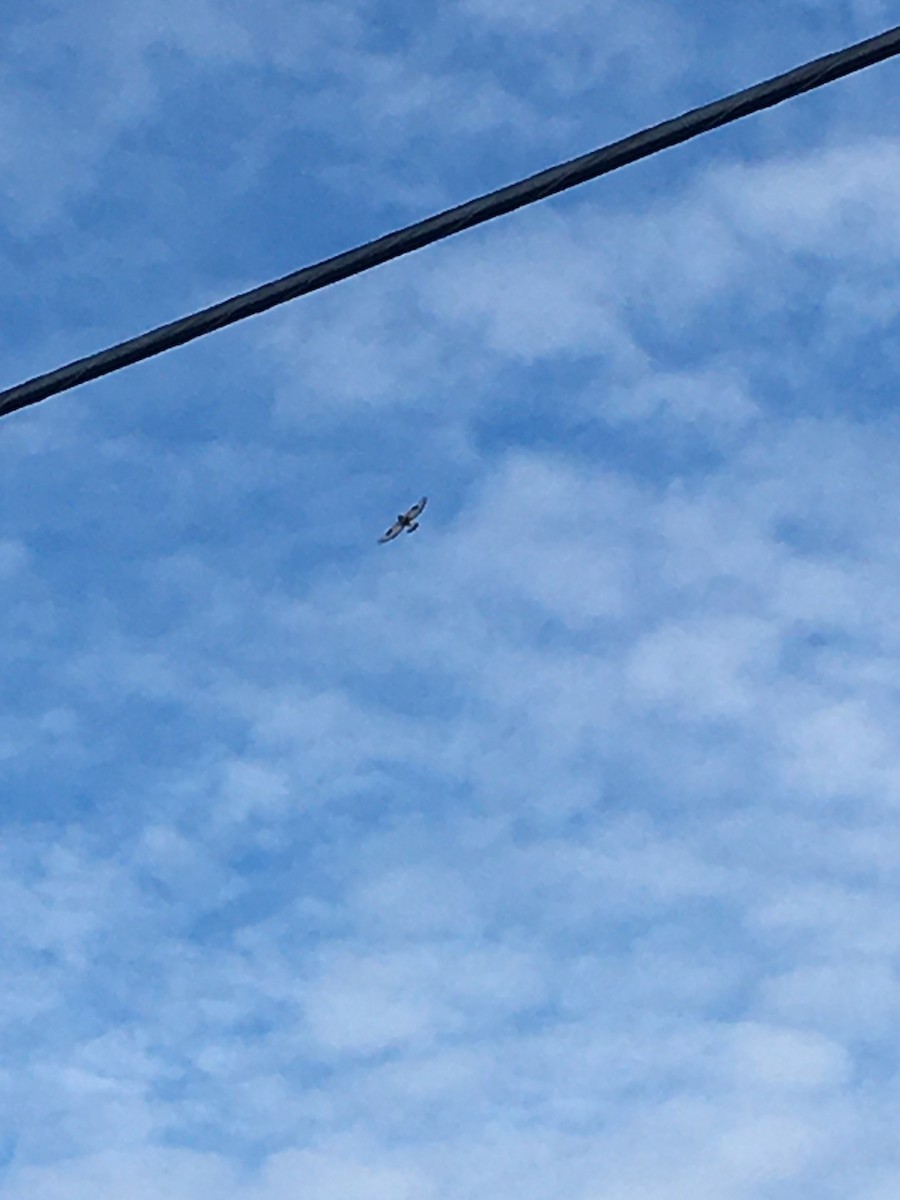 Rough-legged Hawk - ML613900899