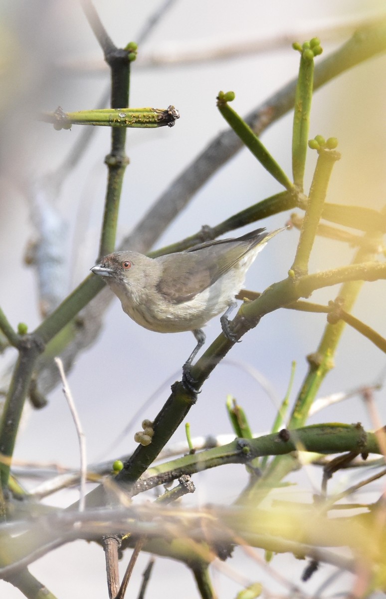 flowerpecker sp. - ML613900922