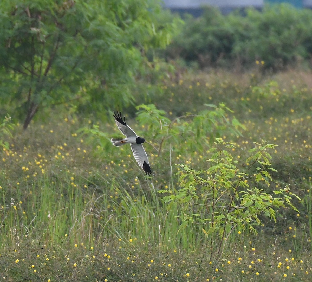 Pied Harrier - ML613901094