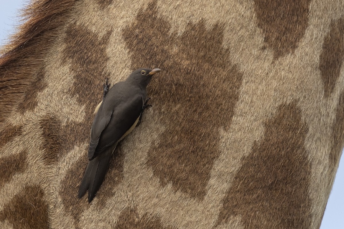 Red-billed Oxpecker - ML613901188