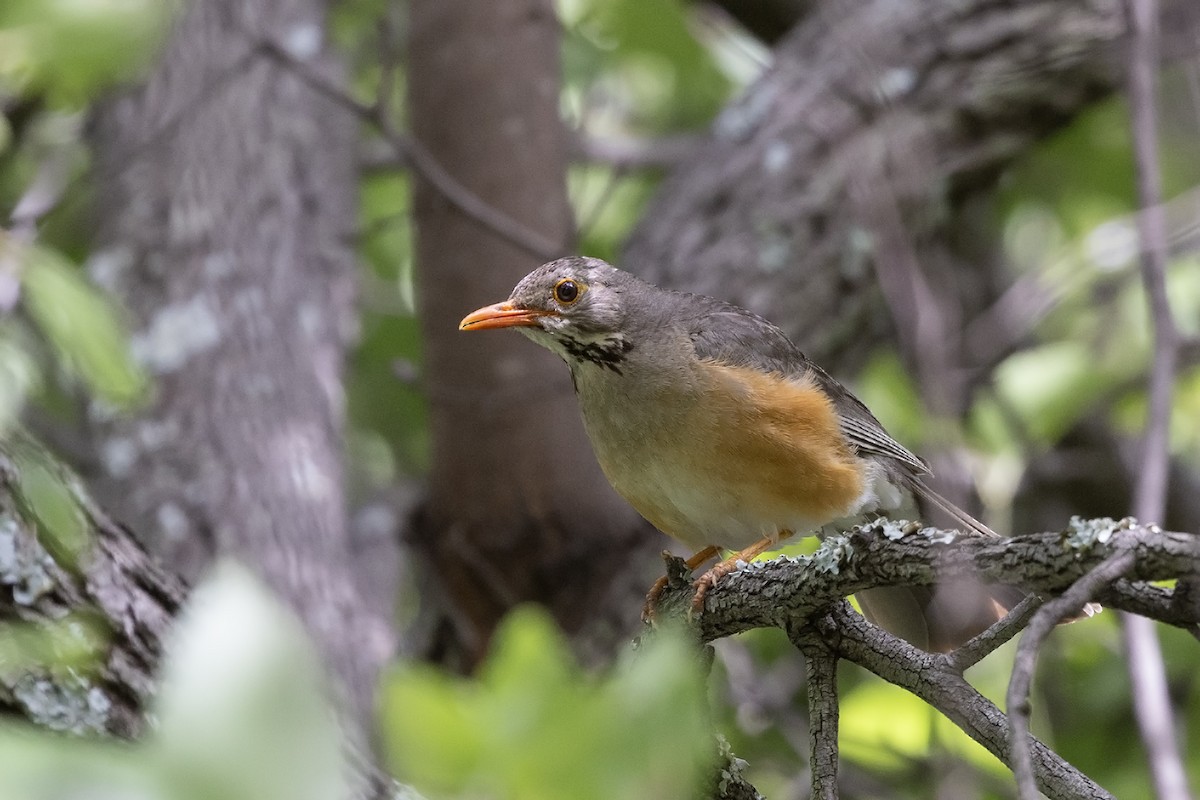 Kurrichane Thrush - ML613901318