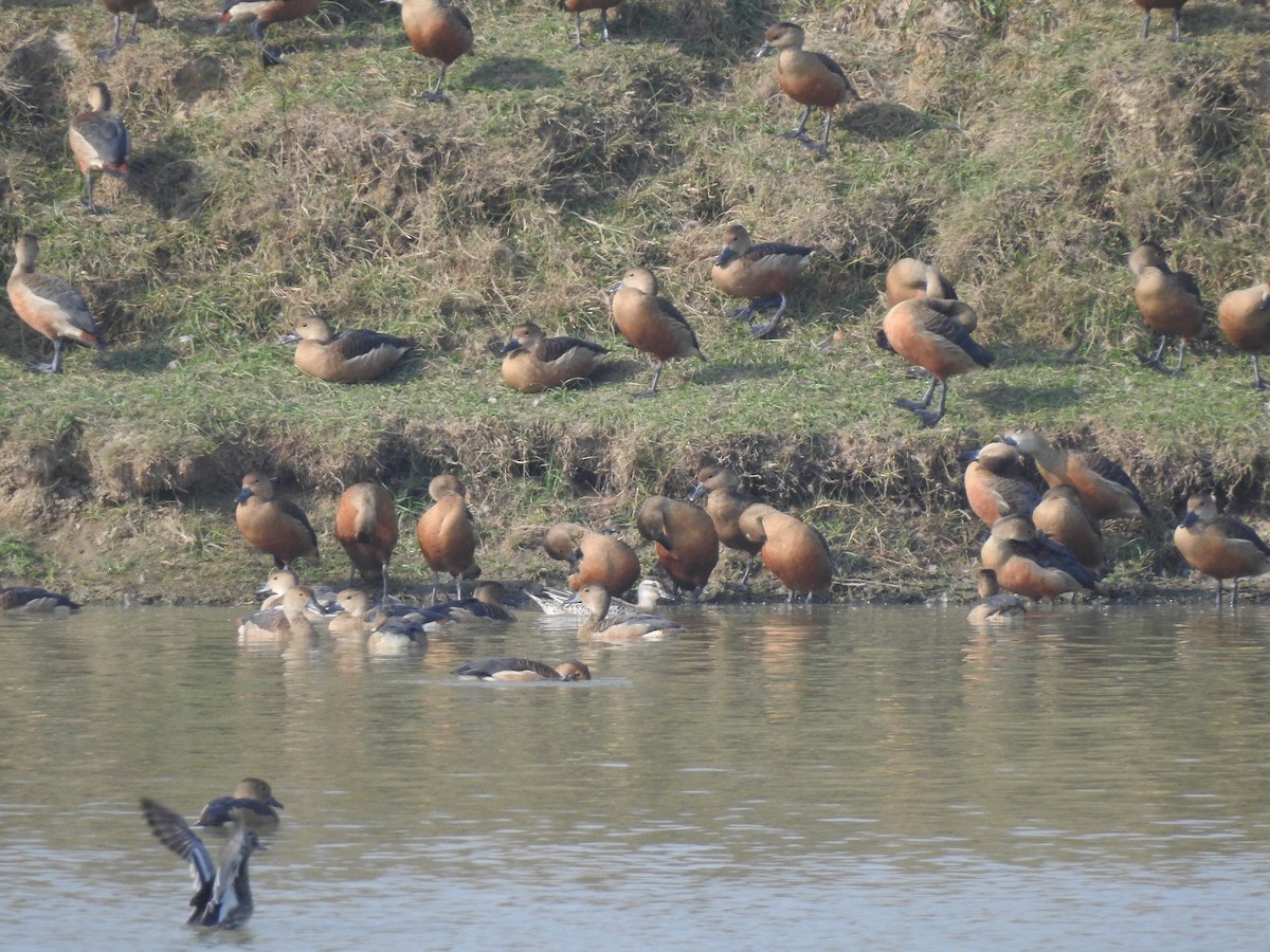 Garganey - ML613901425