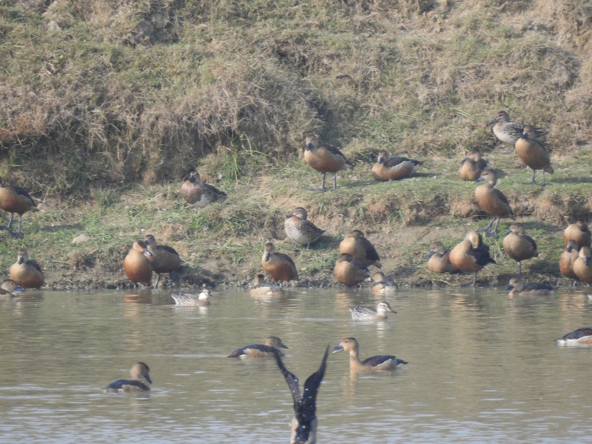 Garganey - ML613901426