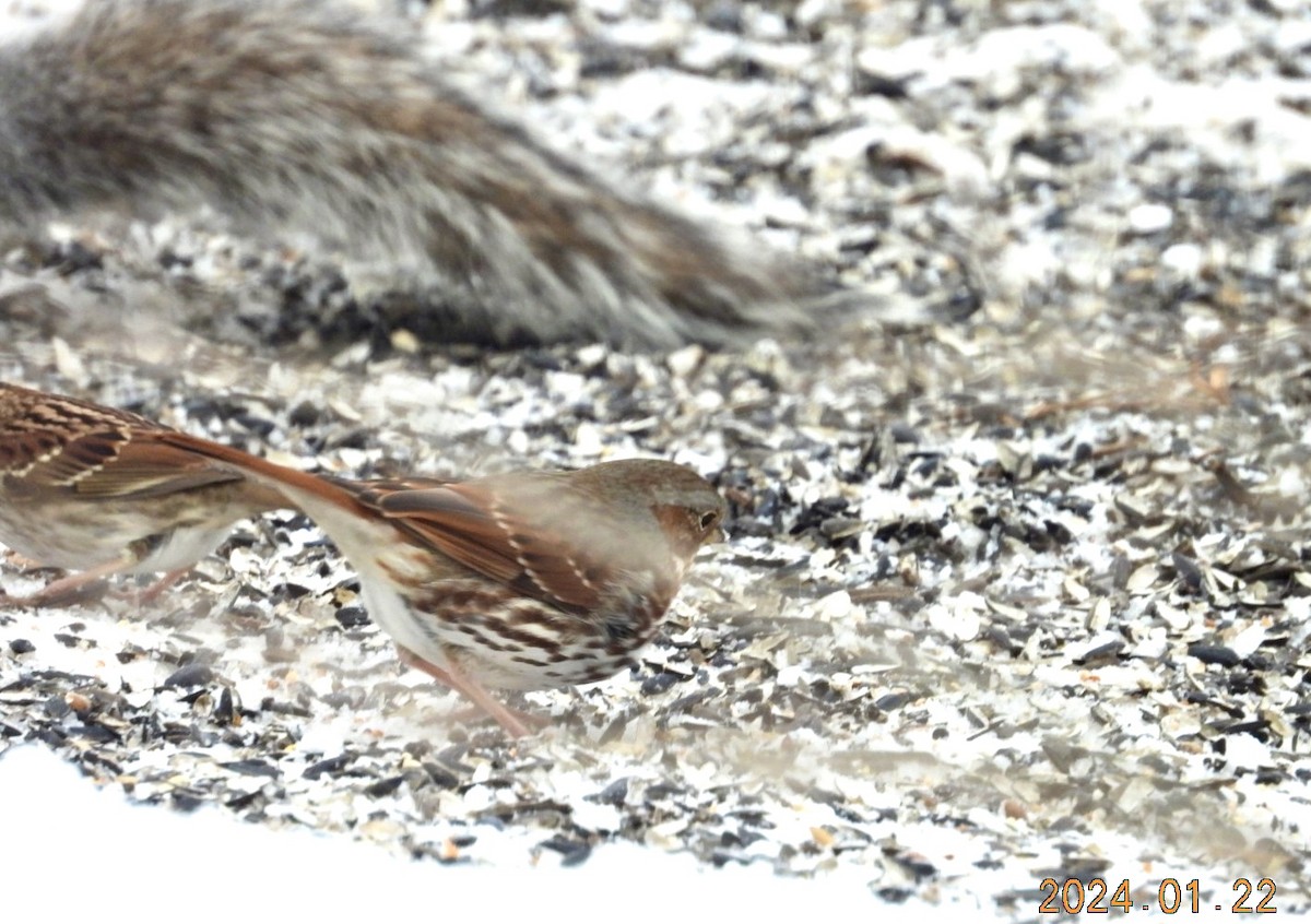 Fox Sparrow - ML613901506