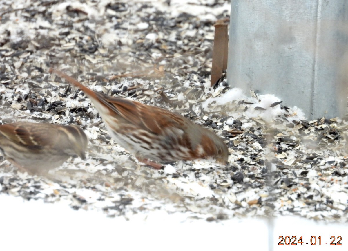 Fox Sparrow - ML613901507