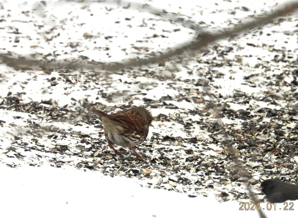 Fox Sparrow - ML613901508