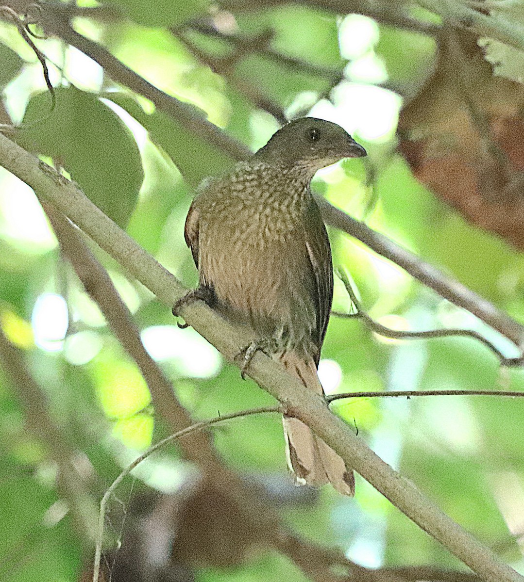 Spotted Honeyguide - Brian Cox