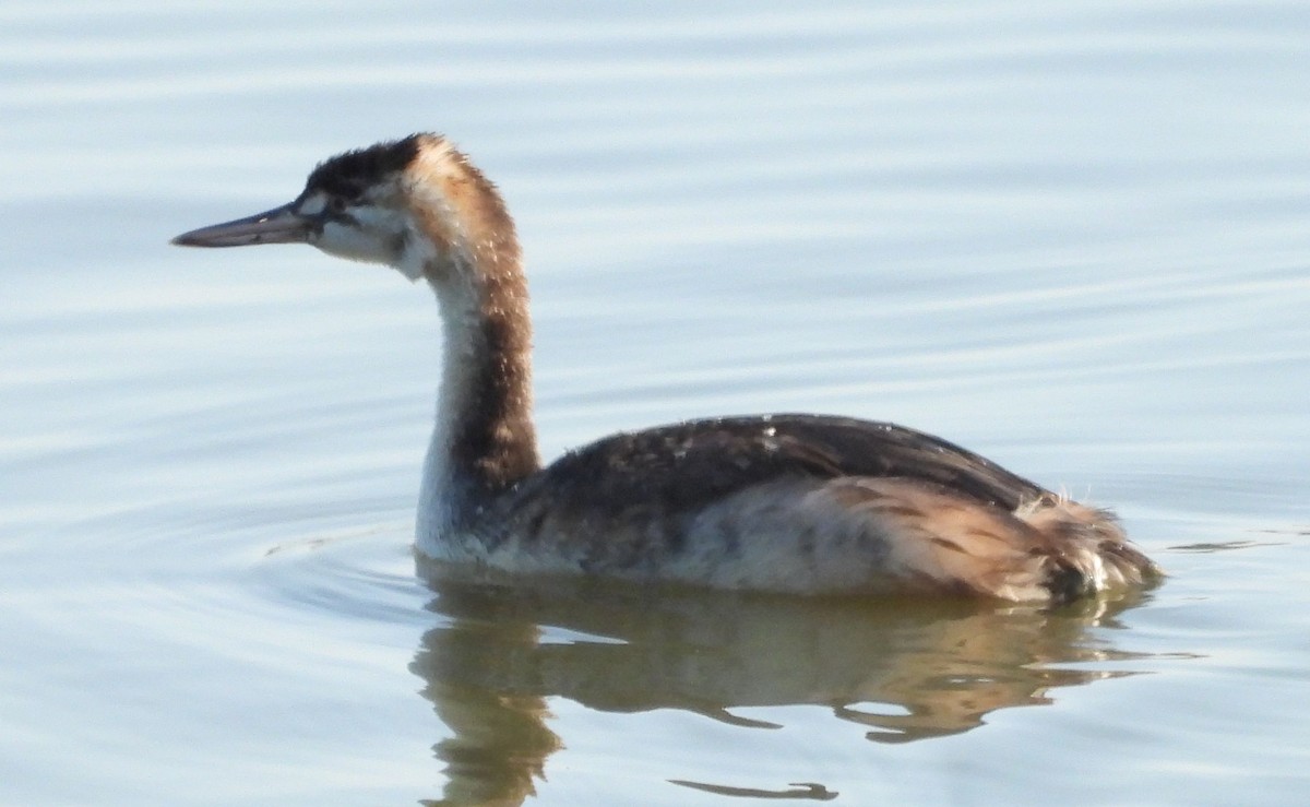 Great Crested Grebe - ML613901634