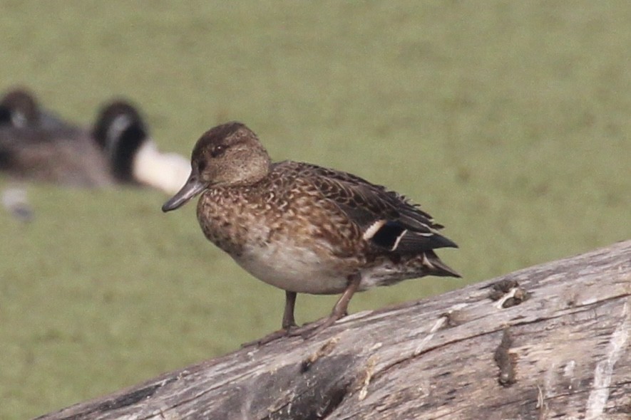 Green-winged Teal - ML613901756