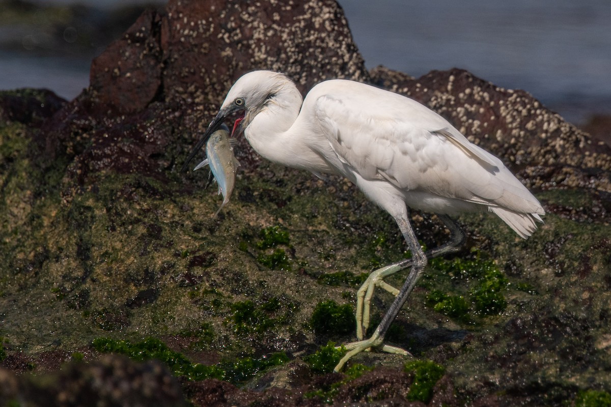 Little Egret - Markus Jacobs