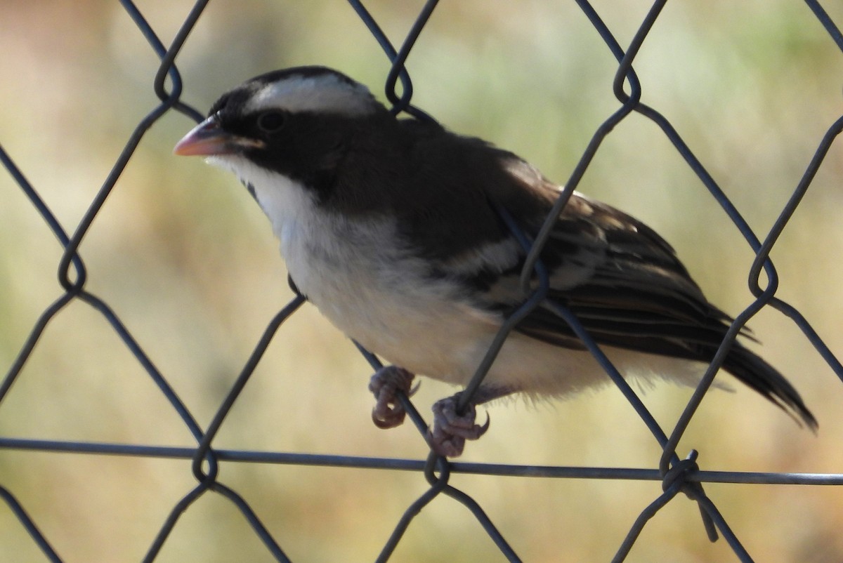 White-browed Sparrow-Weaver - ML613901766