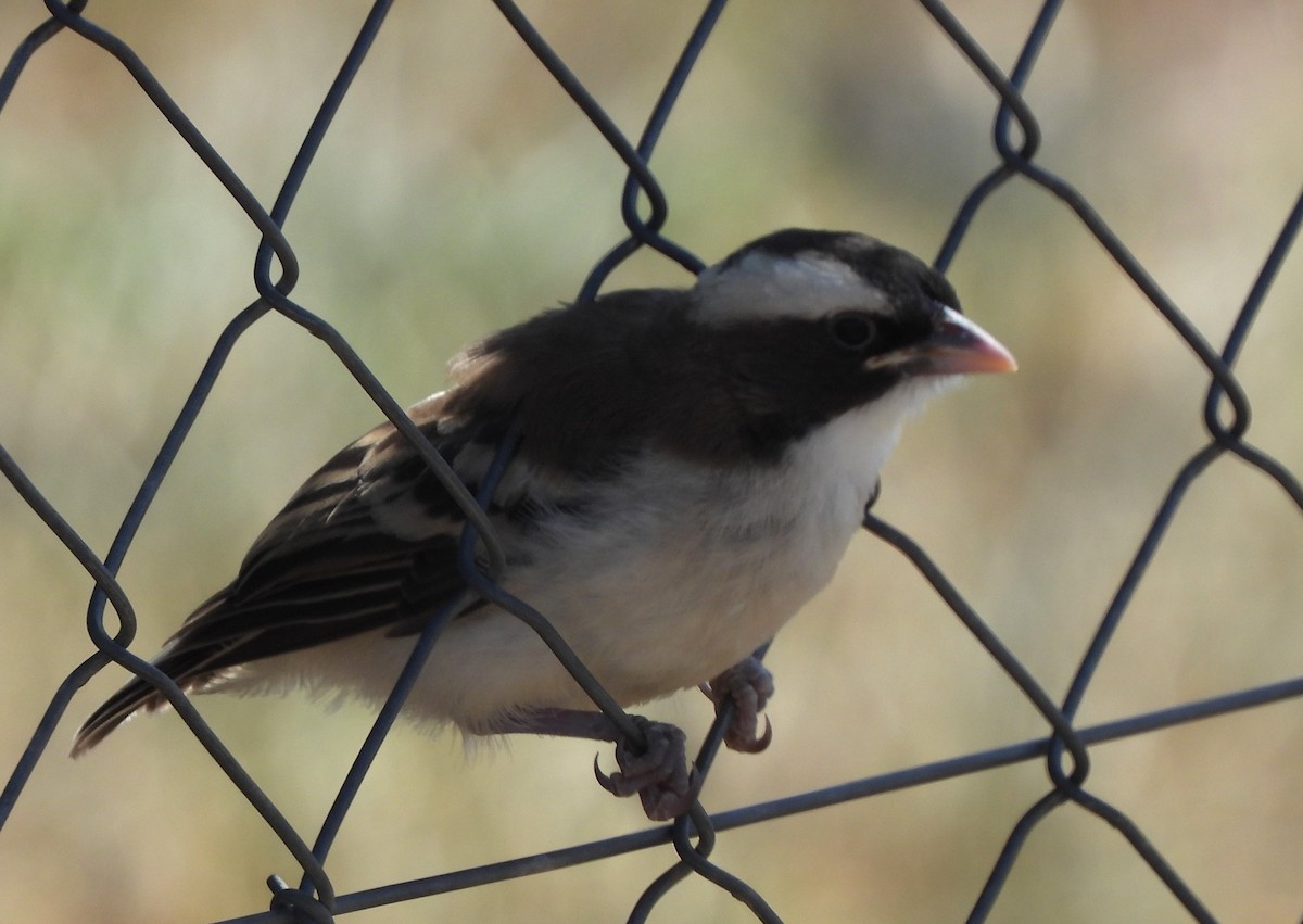 White-browed Sparrow-Weaver - ML613901768